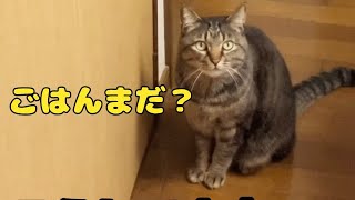 ごちそうさまを知らない猫がかわいい