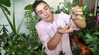 : mening tajribamda    Krassula     Crassula
