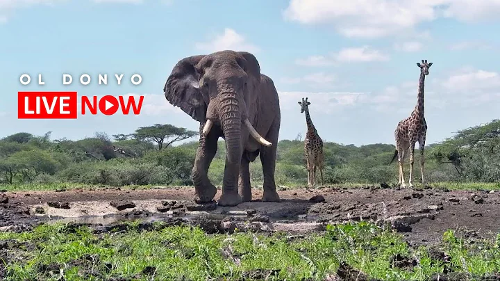 ol Donyo Lodge | Wildlife Live Stream – Kenya thumbnail
