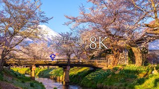 [Japan's most beautiful village] Oshino Hakkai, 15 cherry blossoms in full bloom - JAPAN in 8K