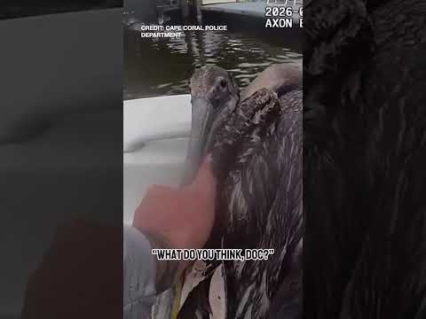 Florida Police Rescue Injured Pelican