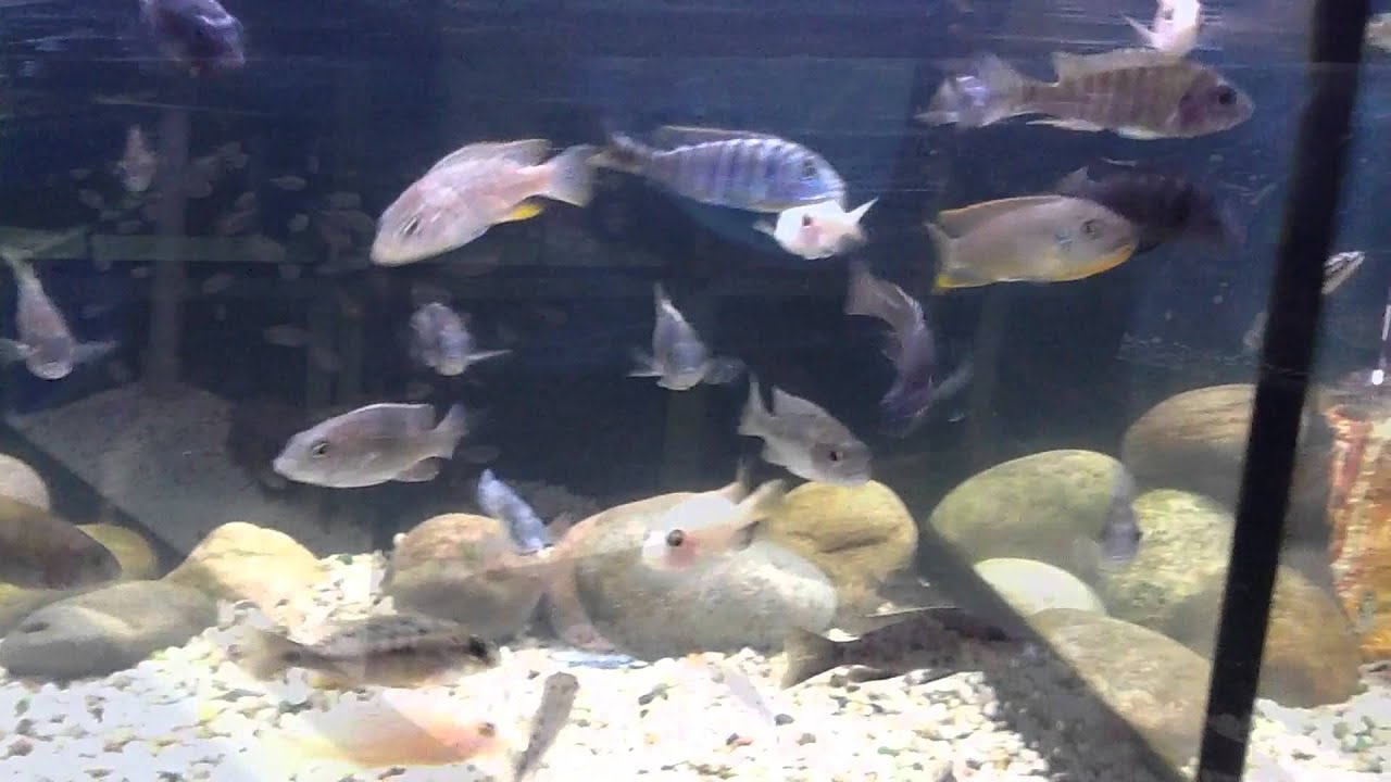 World Of Water Widnes Tropical Room. - YouTube