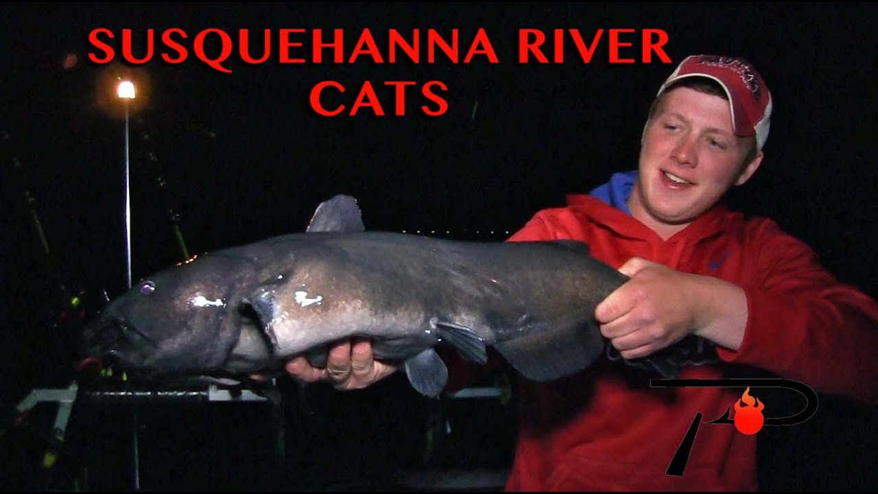 Susquehanna River Flathead Catfish Fishing 