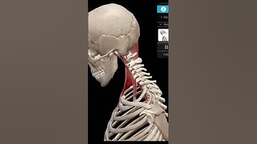 Functional anatomy of neck folding#phcn#giaiphau#vatlytrilieu#gập_cổ#đau_cổ_vai_gáy