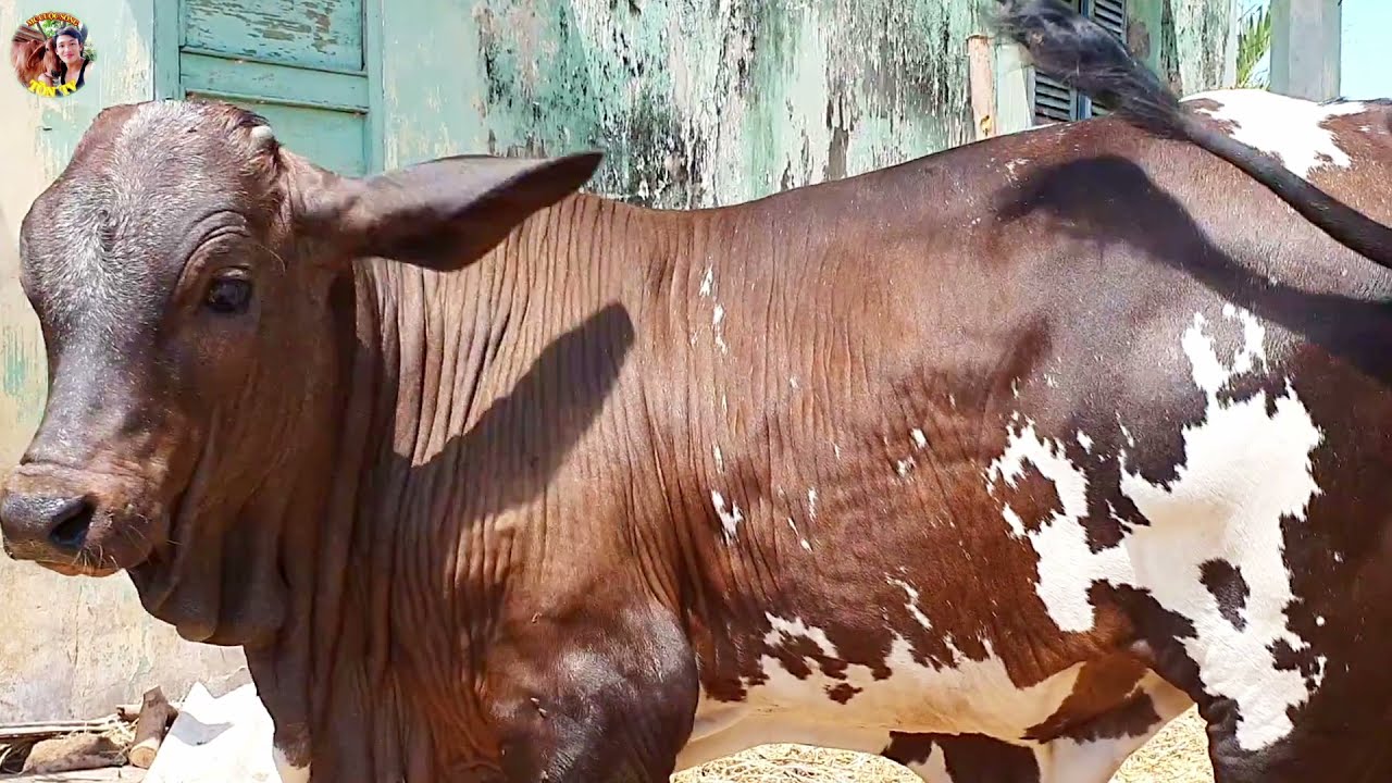 TỒN TV VUI QUÁ MUA BÒ 3B MÀ KHÔNG BIẾT ĐIỀU NÀY THÌ THUA