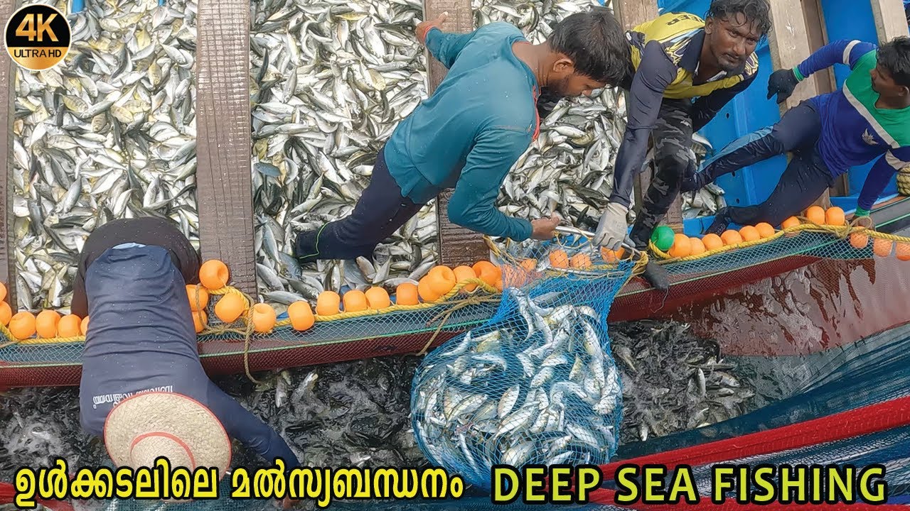 THRILLED💥😱AMAZING FISHING IN THE DEEP SEA l MECKAREL Harvest 🐟ഉൾക്കടലിലെ അയല കൊയ്ത്തു (Part-1)