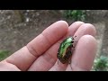 Супер жук семейства Плоскоусых