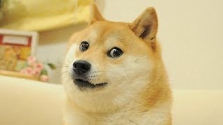 Dogeminer episode #3