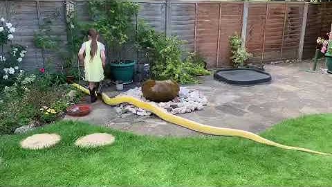 6 year old keeping 16ft Reticulated Python out of trouble