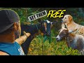 No Fencing For Goats! Set Free Into The WOODS To Run WILD! Homestead / Farm / Ranch