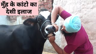 गाय भैंस के मुँह के कांटो व अधिक लार गिरने का घरेलू उपाय | Mouth disease cows| munh desi ilaj