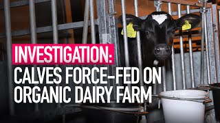 Organic Dairy Farm Investigation | Animal Equality UK