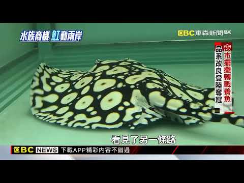 台灣觀賞魚「魟」動兩岸 品系改良搶商機@newsebc