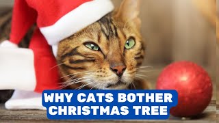 Why Are Cats so Interested in Christmas Trees? 7 Reasons Behind by Pet in the Net 129 views 4 months ago 2 minutes, 58 seconds