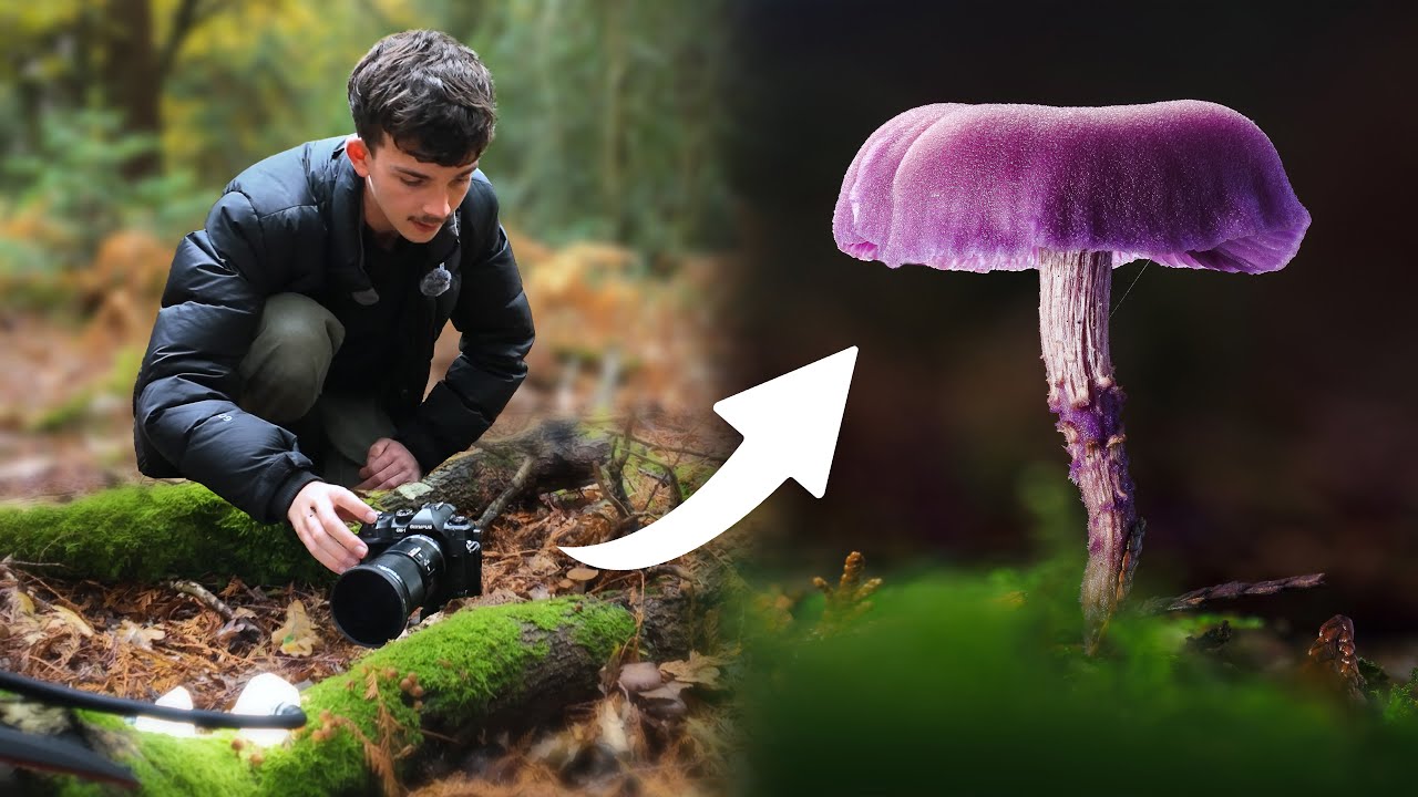 16 минут макросъемки грибов