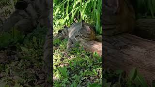 Max is relaxing in the garden😺 #cat