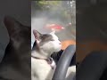 🐱 Caught Him Slippin at the LIGHT! 🚦 😤 💪🏾 . . . . . . #fyp #fypシ #viral #shorts #comedyshorts #reels