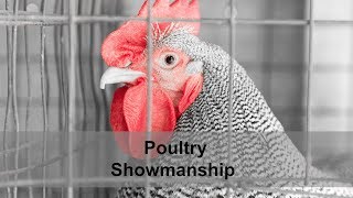 4-H Poultry Showmanship