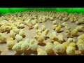 Process brood 2000 baby Chicks on the Poultry Farm