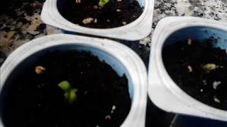 Green Poison F1 Fast Version (Sweet Seeds)