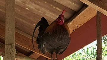 Qaib dib tuaj zoo thiab qua zoo 2021