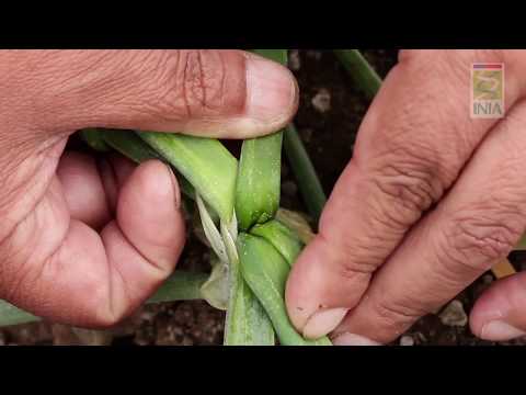 Video: Plagas De Cebolla