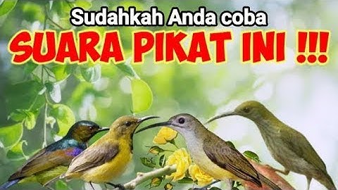 Suara pikat burung kecil paling ampuh auto kumpul semua 