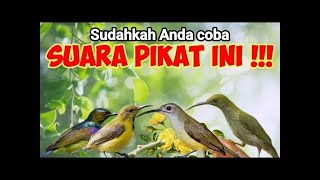 Suara pikat burung kecil paling ampuh auto kumpul semua