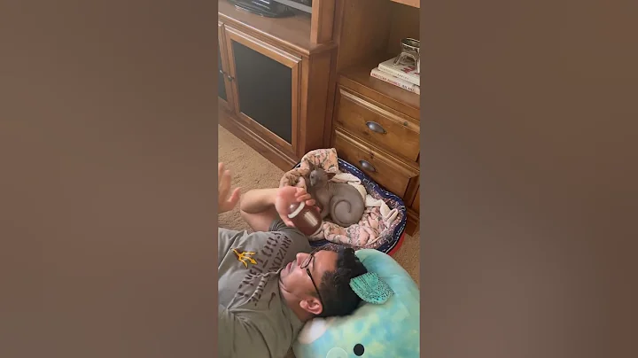 Watch the video about When you show the hairless cat how to catch a football 🏈 catch #football #cat #sphynx you good
