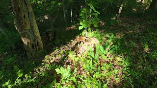 Foxes caught on forest fly-through