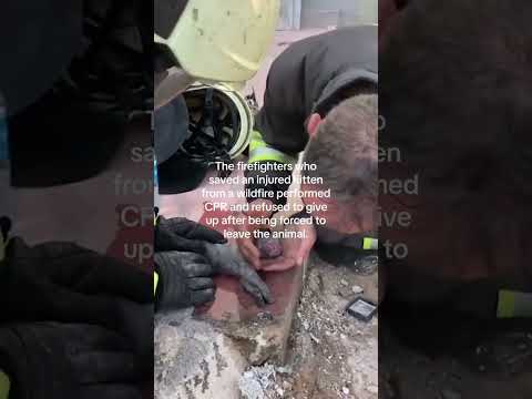 Firefighters Save An Injured Kitten