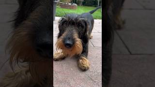 Cute dachshund tricks his mum into playing with him