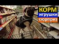 ХОРОШИЙ КОРМ для собак!!! ИГРУШКИ для собак!!! Мопс собака. ОБЗОР.