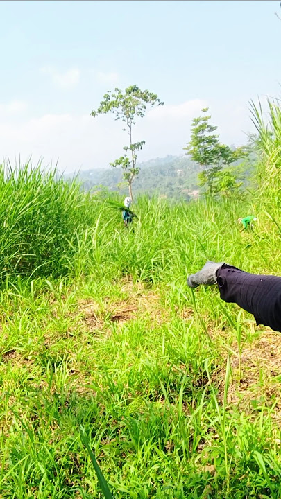 Let's Just Use Sickles. Dry Season, Lots of Grass Thieves #biovitas #grass #feedbank