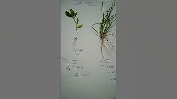 Root system || Tap root || fibrous root || Happy learning