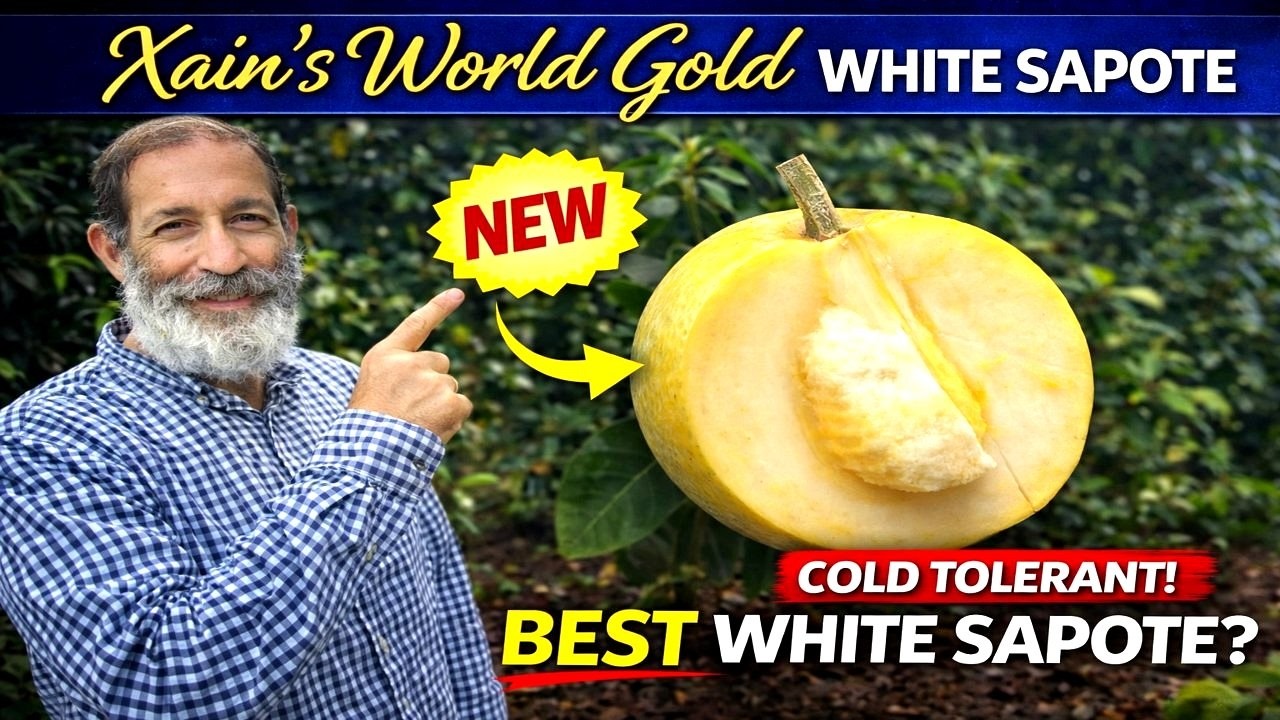 New White Sapote Release – Xain’s World Gold (Cold Tolerant!)