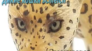 Моя коллекция диких кошек 😺🐅🐆🐈 Моя коллекция диких кошек 😺🐅🐆🐈