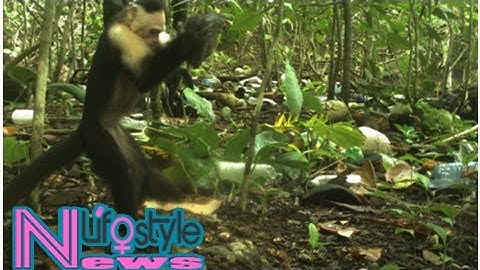 A Group Of Monkeys In Panama Has Just Entered The Stone Age