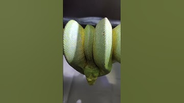Hamachi the green tree python is a beautiful snake.