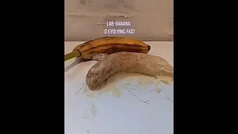 Lab Banana