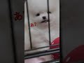 悪口を言ったらキレたポメラニアン #Shorts