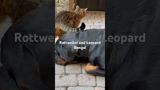 Rottweiler & Leopard Bengal