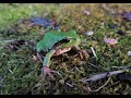 Дальневосточная квакша Dryophytes japonicus, голоса / Japanese tree frog calls
