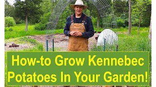 Keep Calm and Learn How to Grow Kennebec Potatoes in Your Garden!