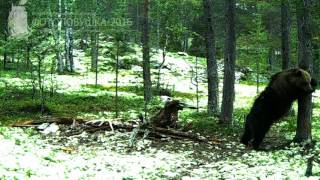 ID1053/Лапландский заповедник/Хищники/Что творит эта медведица. Бис!!! ID1053/Лапландский заповедник/Хищники/Что творит эта медведица. Бис!!!