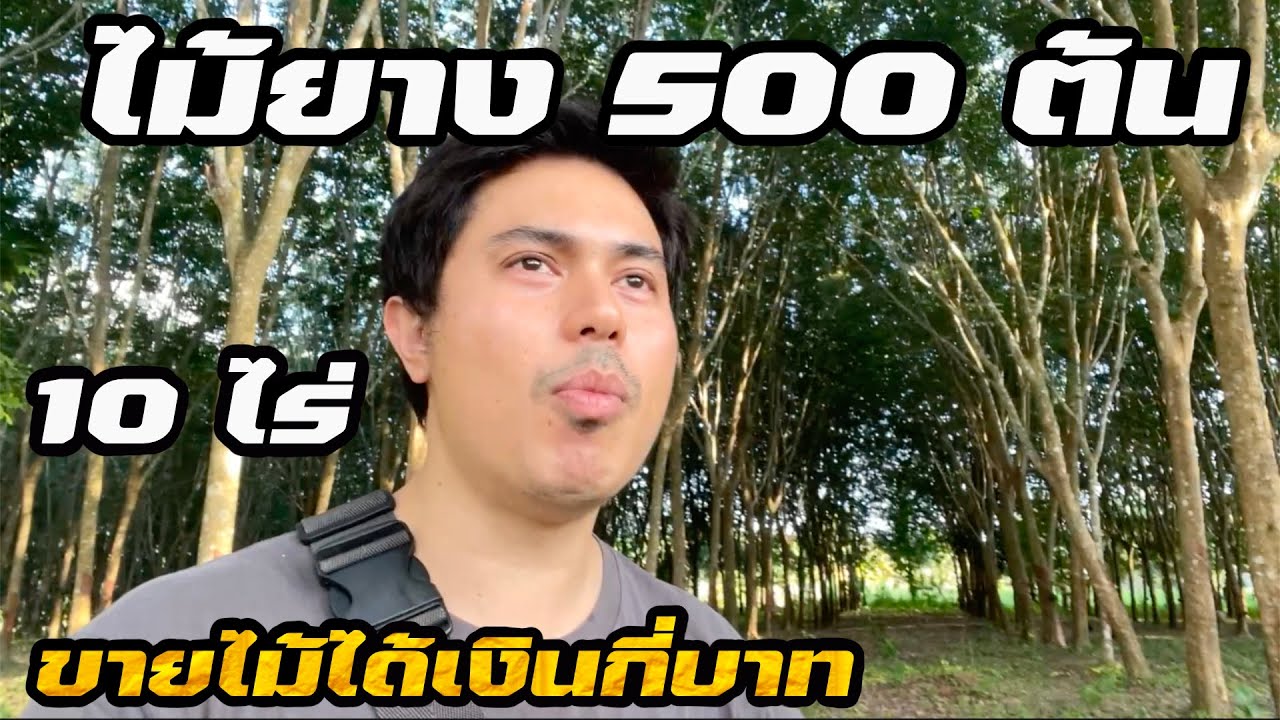 สิ่งที่ต้องรู้ก่อนคุณจะขายไม้ยางพารา | อย่าผลาดเหมือนผม ขาดทุนไป 300,000 บาท | #ประสบการณ์ชีวิต
