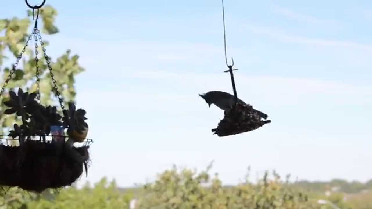 Central Texas Winter Birds, Pt 2