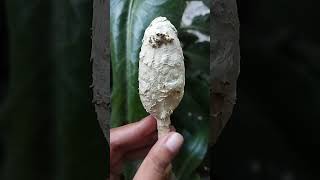  Coprinus Comatusthe Shaggy Ink Cap British Or Shaggy Mane American