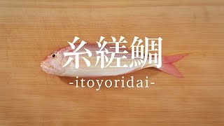 糸縒鯛 いとよりだい のさばき方 How To Filet Golden Threadfin Bream 日本さばけるプロジェクト 海と日本プロジェクト Youtube