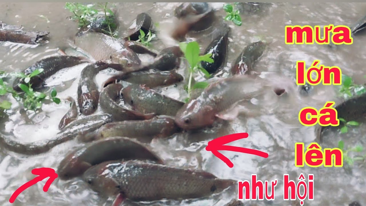 CẢ GIA ĐÌNH DẦM MƯA BẮT CÁ LÊN SAU CƠN MƯA LỚN BẮT DÍNH ĐÃ LUÔN | Phúc TV 84